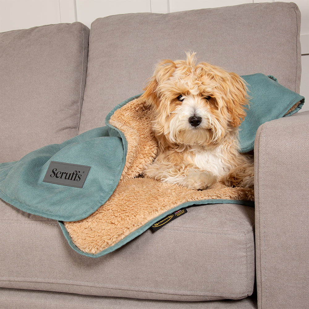 Dog lying on a Scruffs snuggle blanket in sage green on a sofa