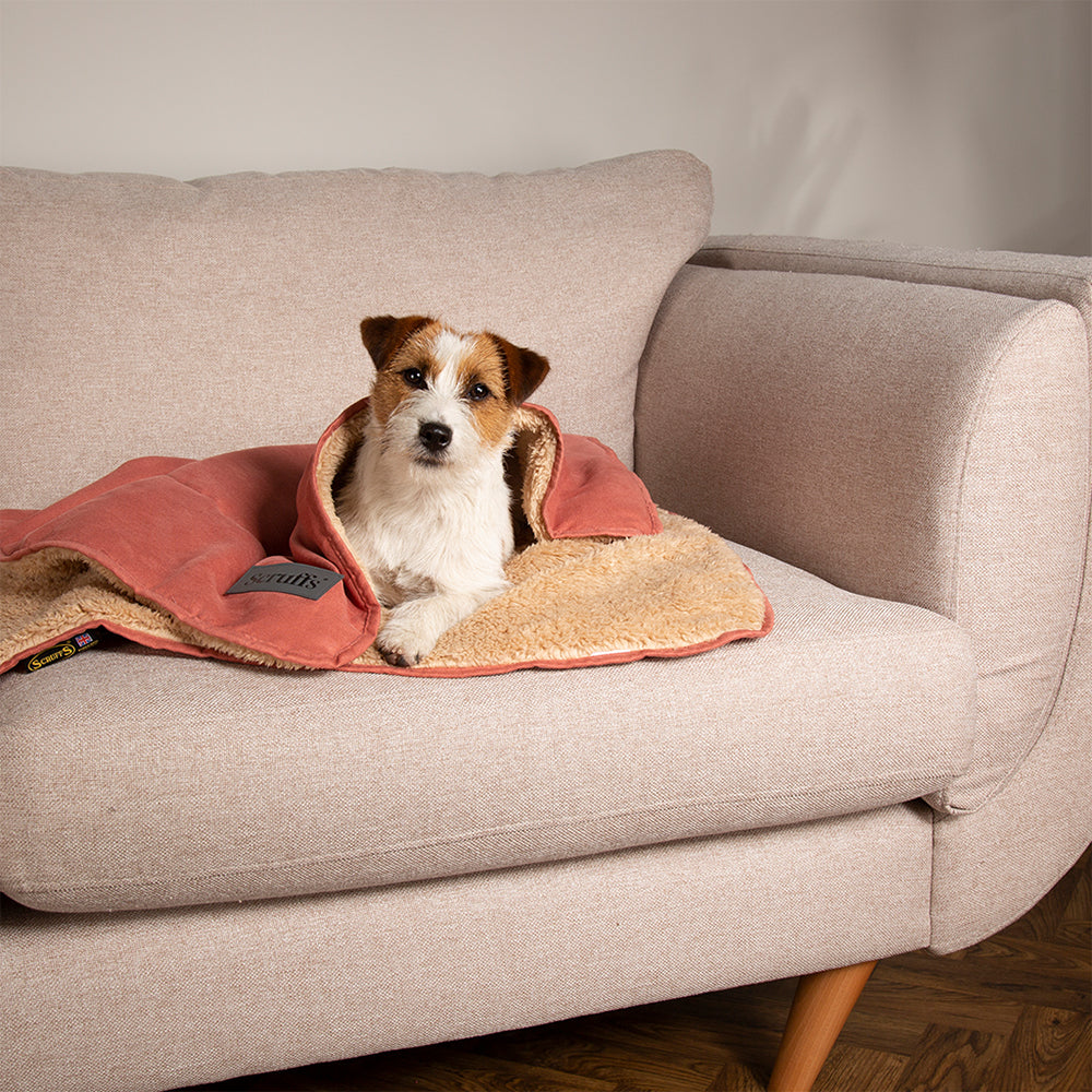 Puppy sitting on a sofa with a Scruffs snuggle blanket in terracotta
